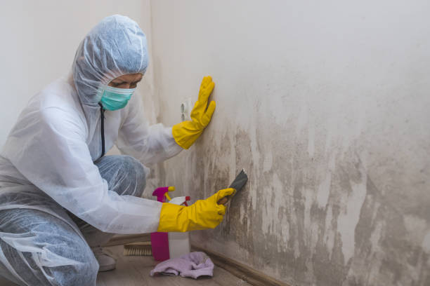 Best Kitchen Mold Remediation in Clinton, LA