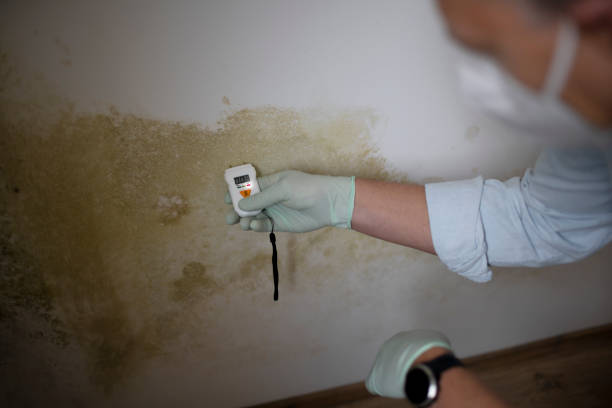 Best Mold Remediation for Schools in Clinton, LA