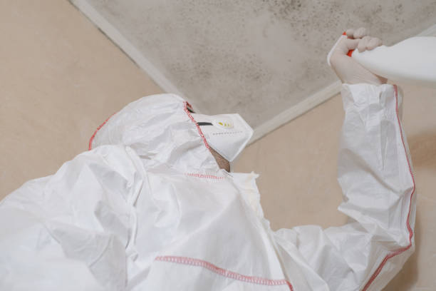 Best Insurance-Related Mold Remediation in Clinton, LA